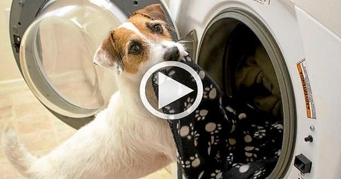 (VÍDEO) ¡Yo también quiero un perro así! (VÍDEO) ¡Yo también quiero un perro así!