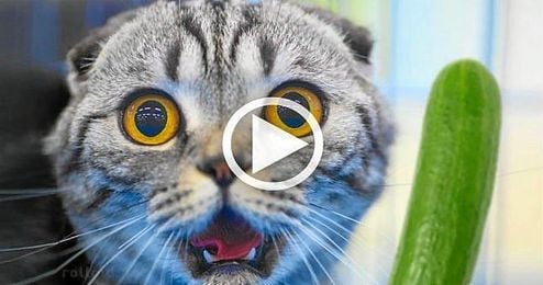 (VÍDEO) El nuevo enemigo de los gatos (VÍDEO) El nuevo enemigo de los gatos