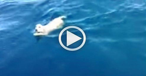 (VIDEO) El emocionante rescate de un cachorro en el mar (VIDEO) El emocionante rescate de un cachorro en el mar