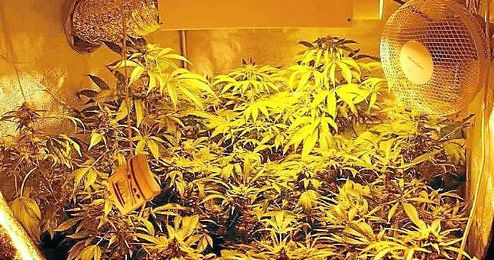 Cada vez son más comunes las plantaciones de marihuana en habitaciones acondicionadas. Cada vez son más comunes las plantaciones de marihuana en habitaciones acondicionadas.