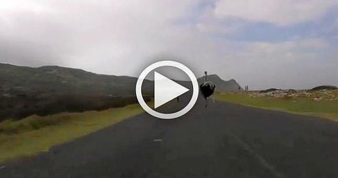 (VIDEO) Un avestruz se une a un entrenamiento ciclista (VIDEO) Un avestruz se une a un entrenamiento ciclista
