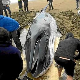 Imagen de los voluntarios con la cría de ballena varada. Imagen de los voluntarios con la cría de ballena varada.