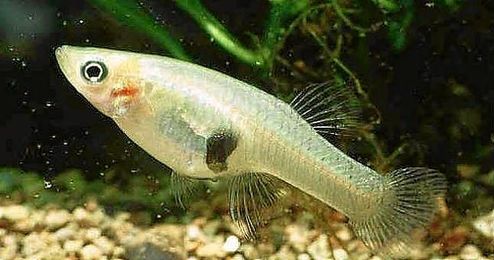 Pez mosquito. Pez mosquito.