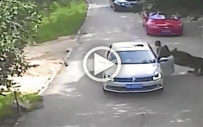 Un tigre acaba con la vida de una mujer en un safari en China Un tigre acaba con la vida de una mujer en un safari en China