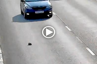 Las siete vidas de un gato Las siete vidas de un gato