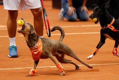 Perros abandonados recogepelotas buscan ser adoptados en el Abierto de Brasil Perros abandonados recogepelotas buscan ser adoptados en el Abierto de Brasil
