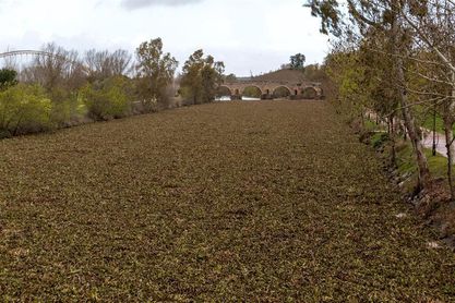 La rotura de barreras de contención llena de plantas el Guadiana en Mérida La rotura de barreras de contención llena de plantas el Guadiana en Mérida