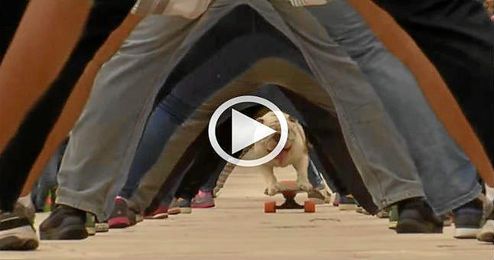 (Vídeo) El perro skater (Vídeo) El perro skater