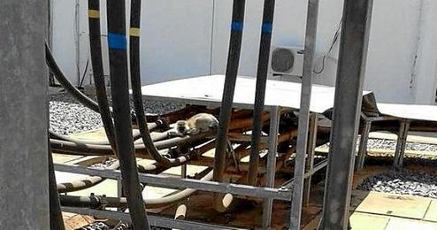 El mono causó un apagón a escala nacional durante cuatro horas. El mono causó un apagón a escala nacional durante cuatro horas.