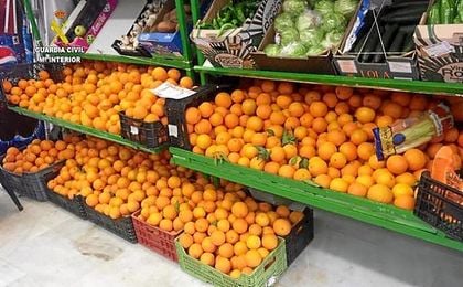 Detenidas 23 personas por robar más de 50.000 kilos de naranjas en fincas agrícolas de la provincia Detenidas 23 personas por robar más de 50.000 kilos de naranjas en fincas agrícolas de la provincia