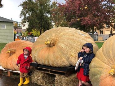 Inusual regata de calabazas gigantes marca inicio del otoño en Oregón (EEUU) Inusual regata de calabazas gigantes marca inicio del otoño en Oregón (EEUU)