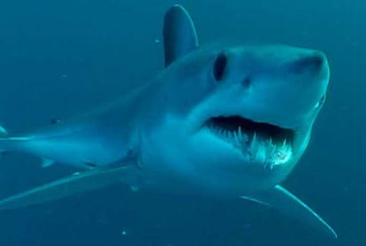 Un tiburón obliga a evacuar la playa la Zahara de los Atunes - Estadio